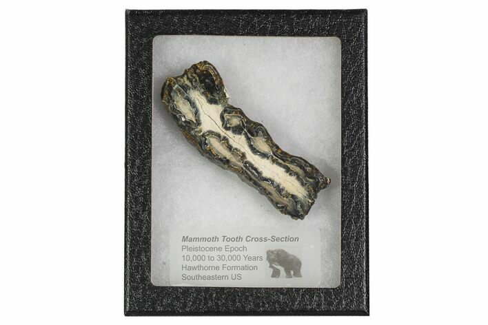 Mammoth Molar Slice With Case - South Carolina #106425